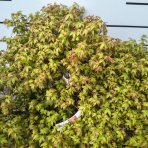 Javor dlaňolistý (Acer palmatum) ´LITTLE PRINCESS´ - výška 50-60 cm, ⌀ 80-90 cm, kont. C25L